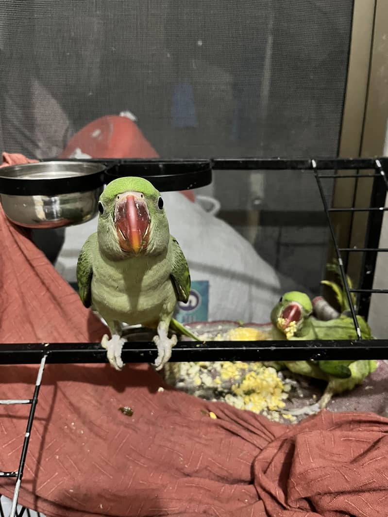 Raw Parrot 1