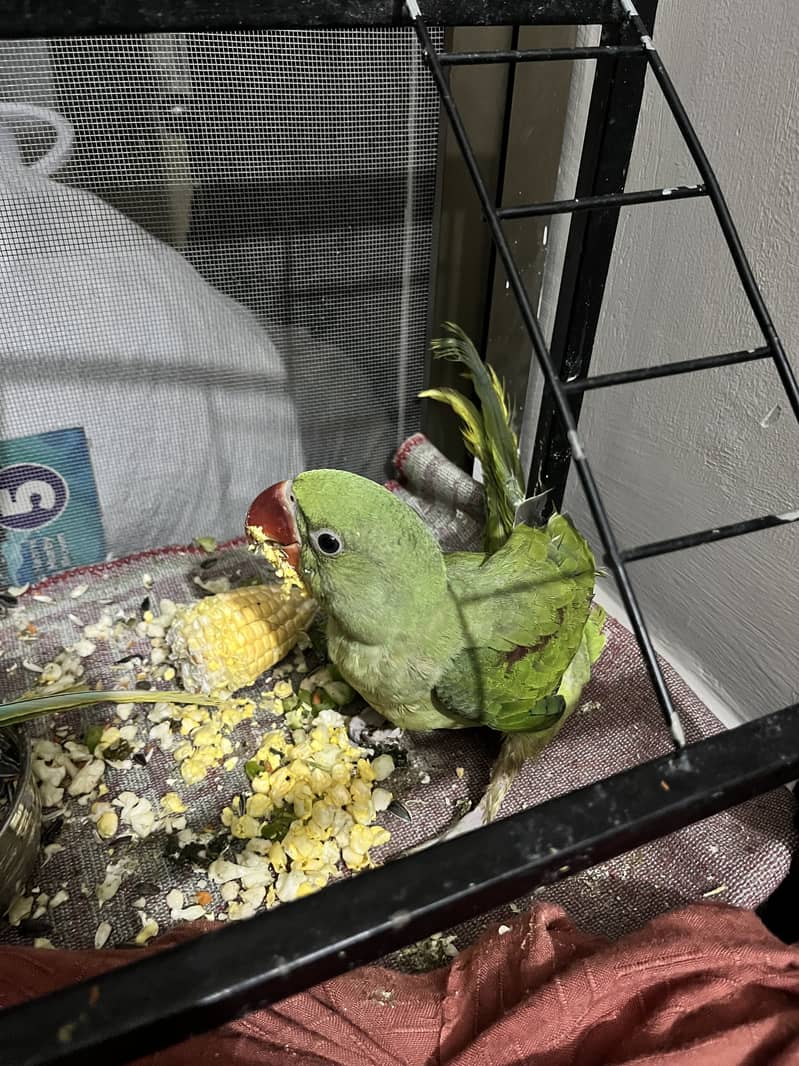 Raw Parrot 2