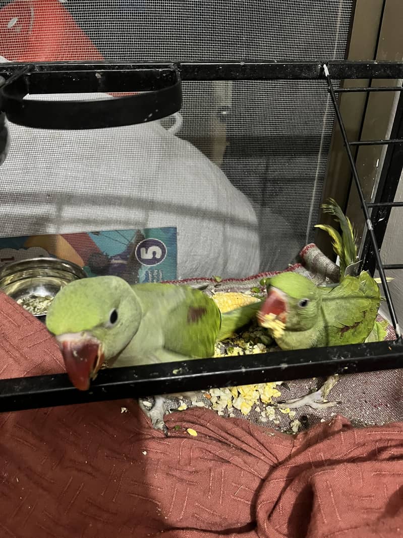 Raw Parrot 3