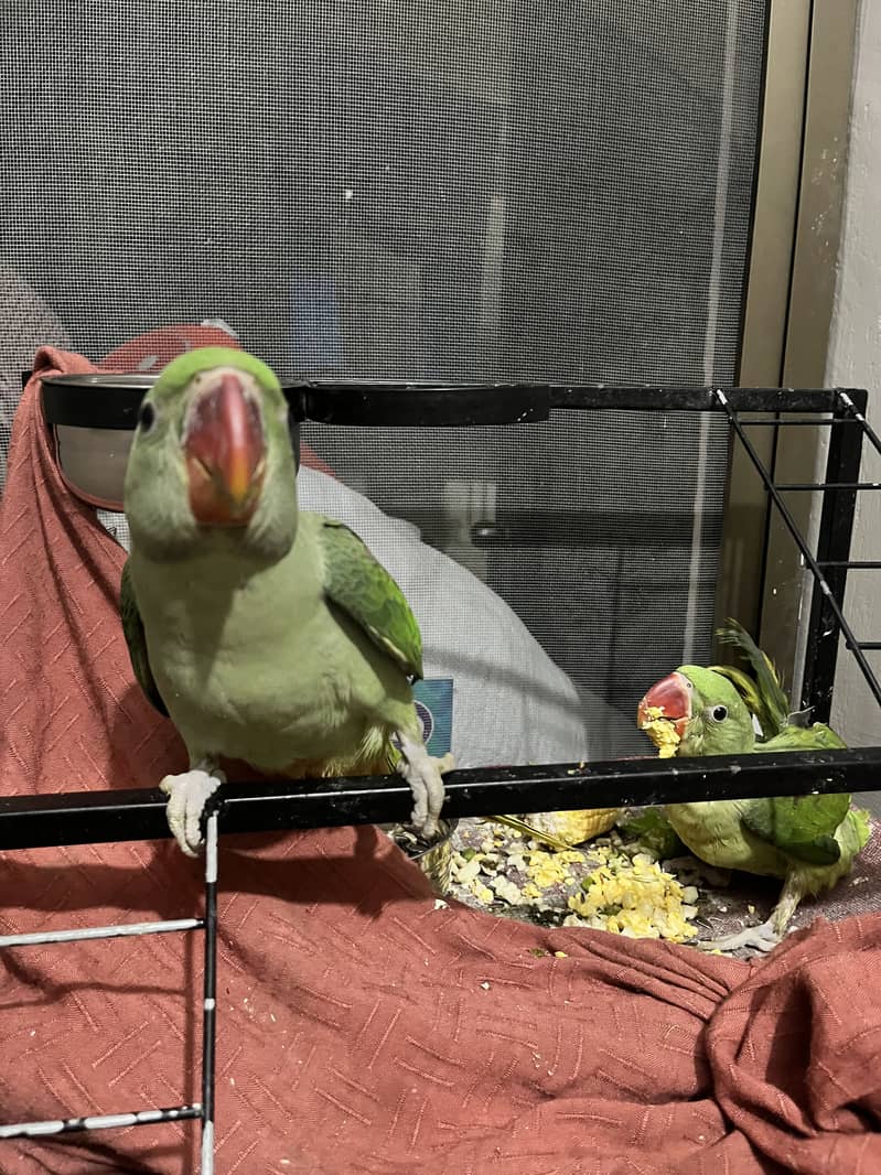 Raw Parrot 4