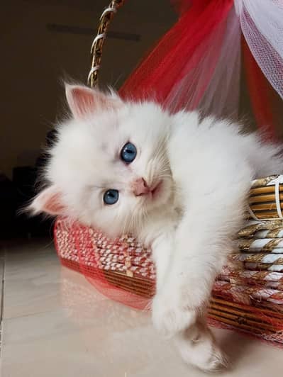 Persian Cat / Kittens - Triple coated - Blue eyes