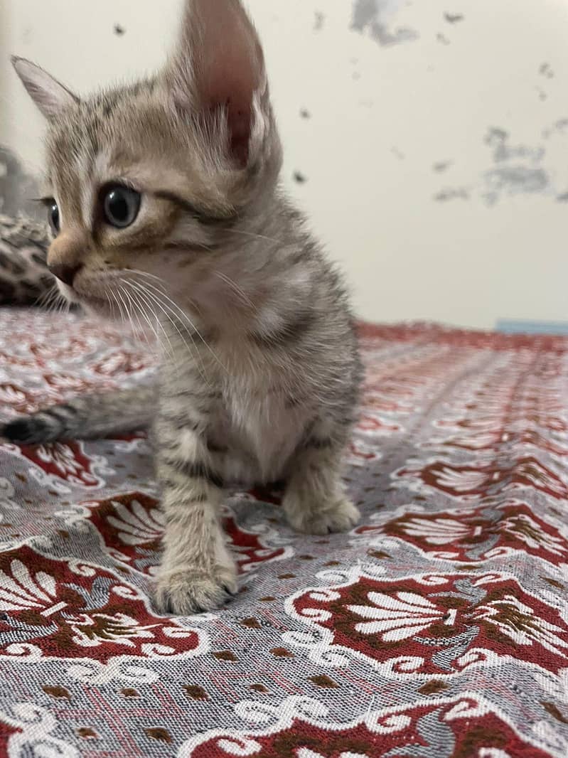 persian cat 1