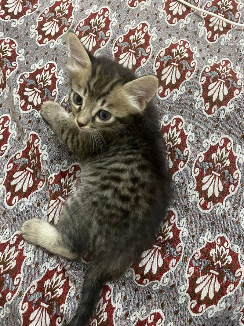 persian cat 3