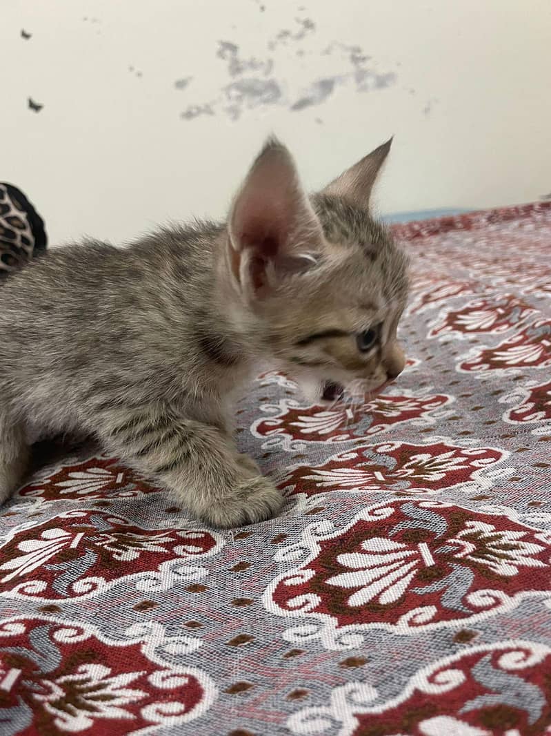 persian cat 4