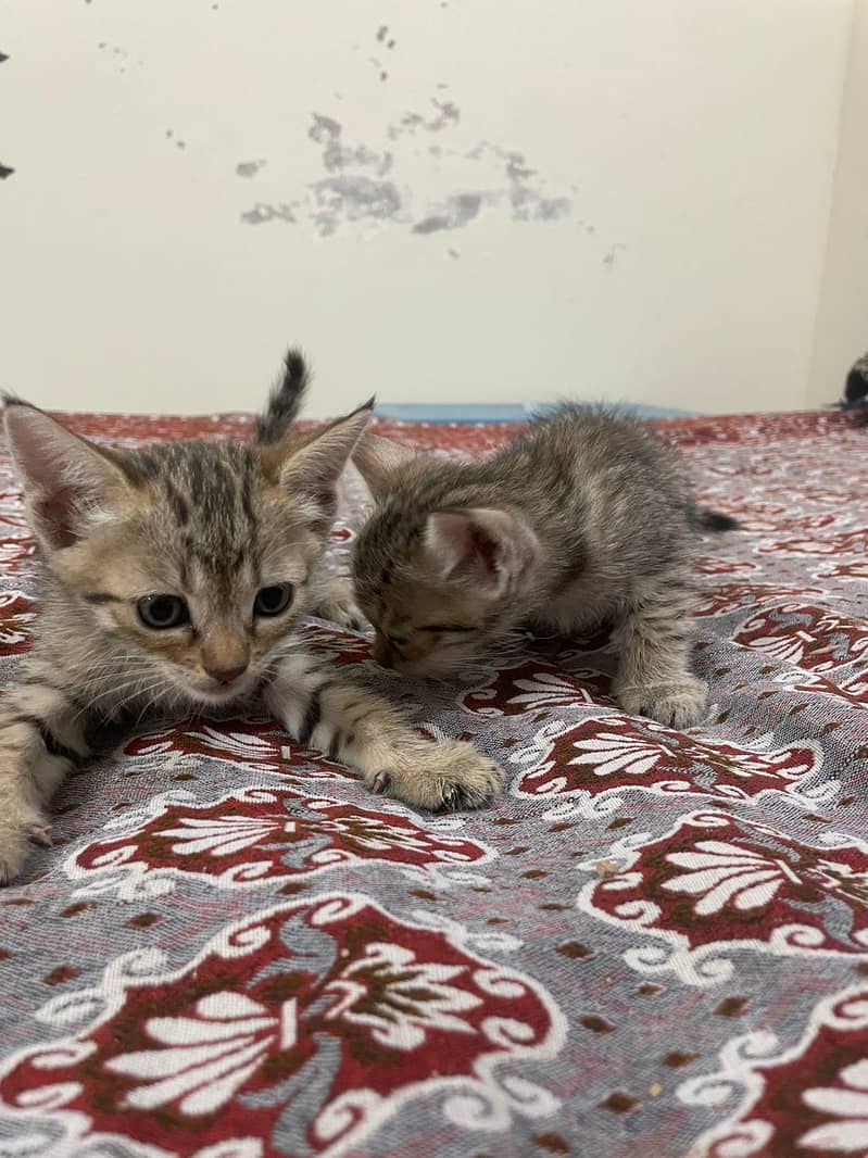 persian cat 5