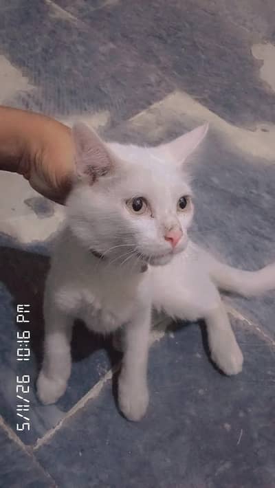 two Cate male and female