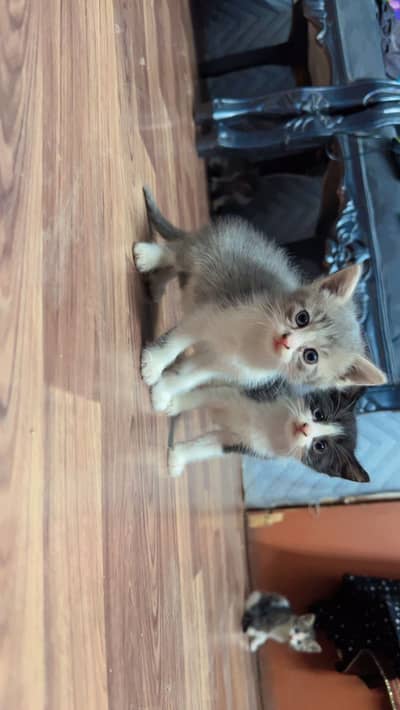 Kitten for Sale | Persian kittens