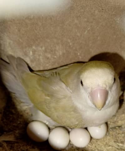 Lovebirds  for sale.