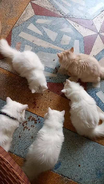 3.5 months age h Persian triple coated female