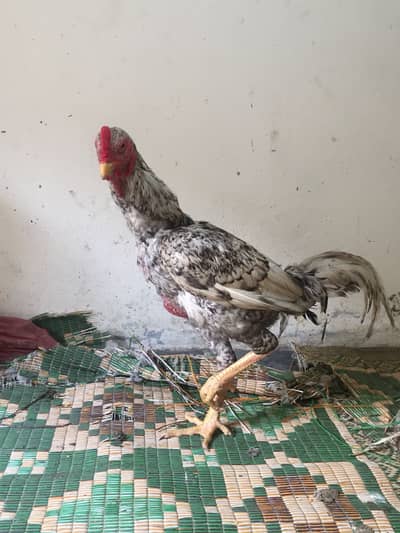 Aseel hens