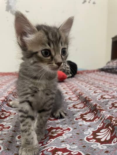 persian cat