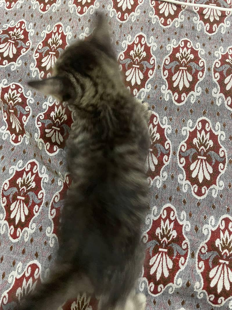persian cat 7