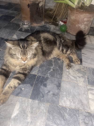 Persion cat