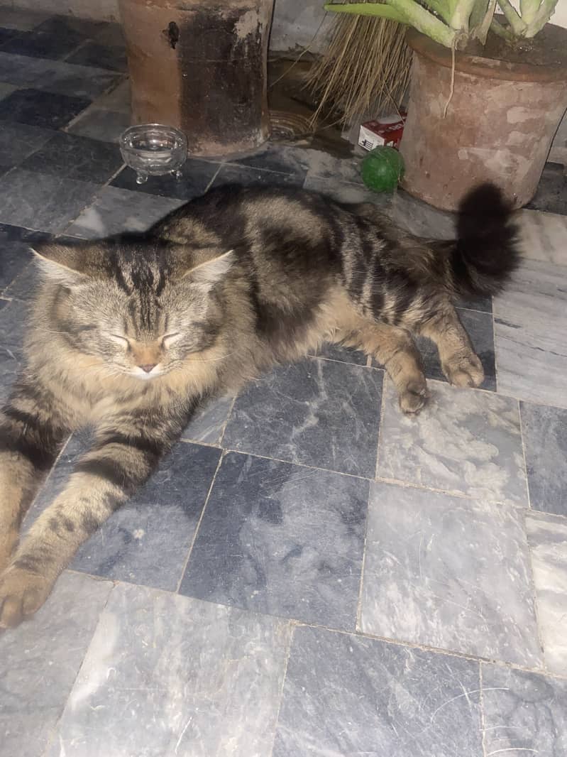 MAINE COON 0