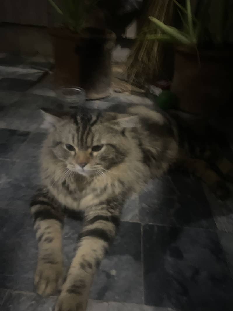 MAINE COON 1