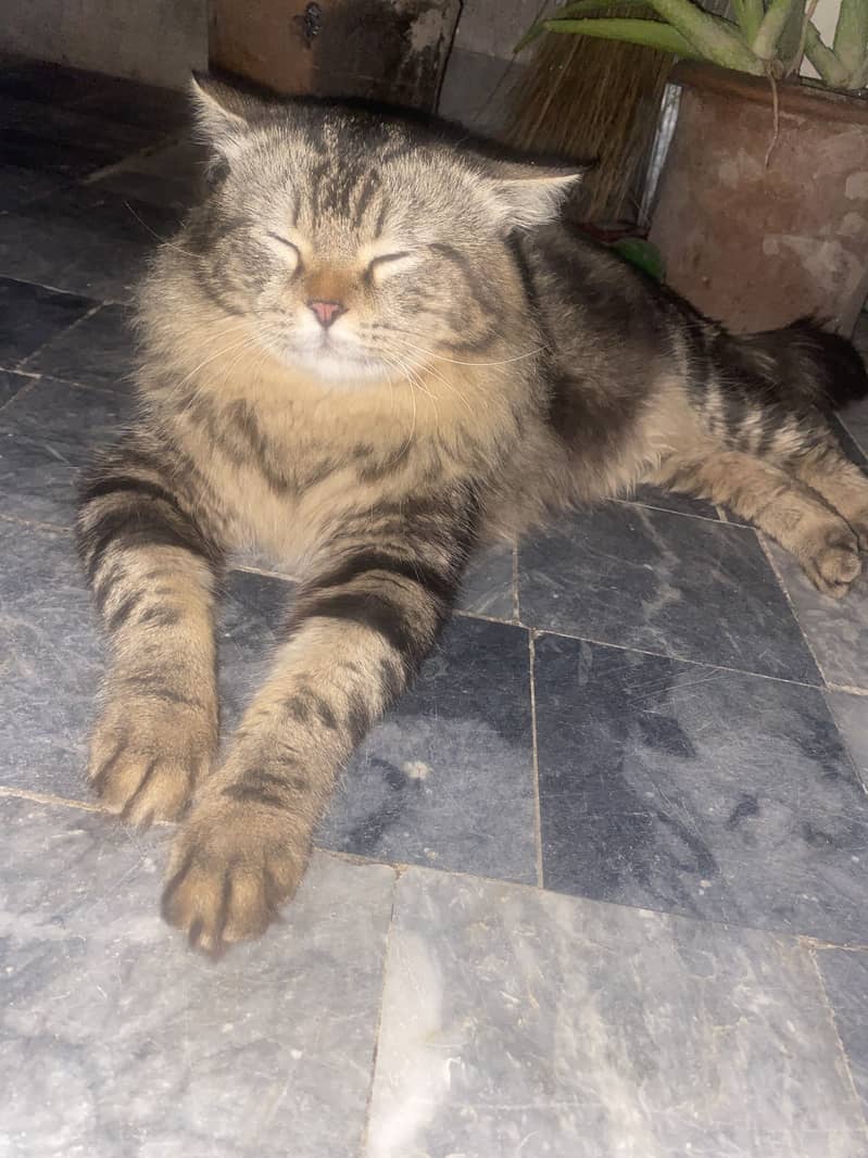 MAINE COON 2