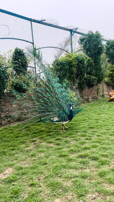 peacock mor moor