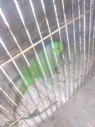 raw parrot sell