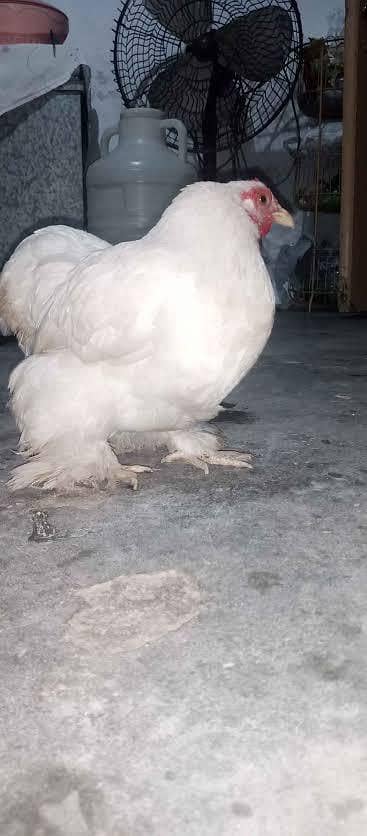 Bantam | Bentum | Bantum | Hens | Fancy chicken | English Game Murga
