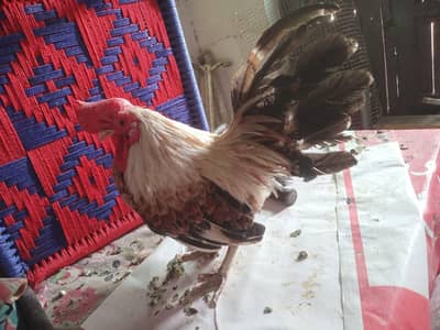 English Game Murga | Fancy Chicken  | Hens | Murga | Small Murga