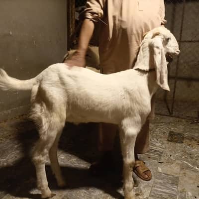 Rajan puri Donda bakra fresh 2 Dant Goat