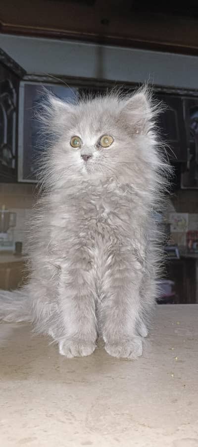 triple coated Persian kitten for sale