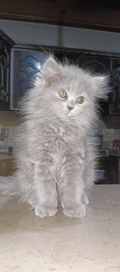 triple coated Persian kitten for sale
