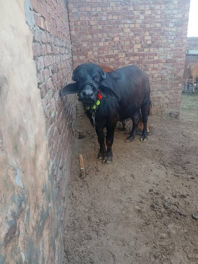 katta and wachiii  sale for qurban 2026 katta 270000 or wachii 250000
