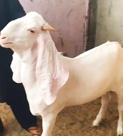 gulabi rajanpuri Bakra for sale  *"*"*"*"*"*"*"*_*