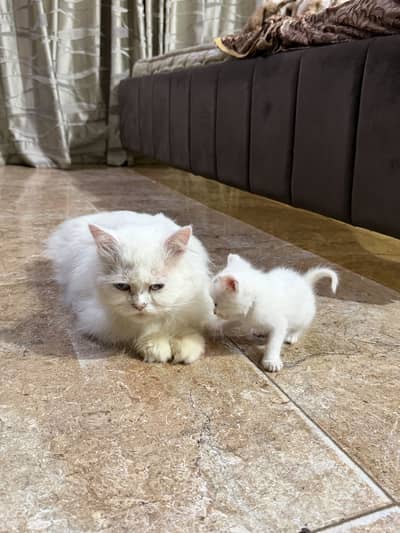 persian kittens