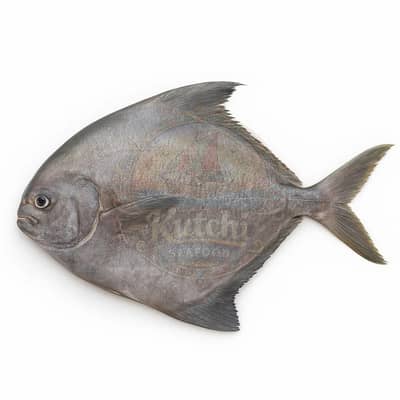 Black Pomfret Fish