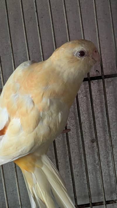 Rump Red Eye Breeder male