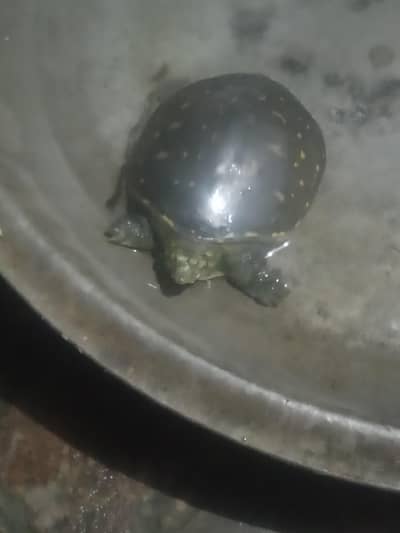 Water turtle 