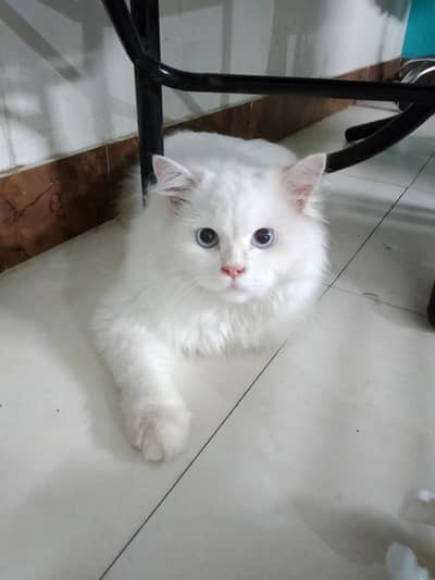 Persian male cat for sale