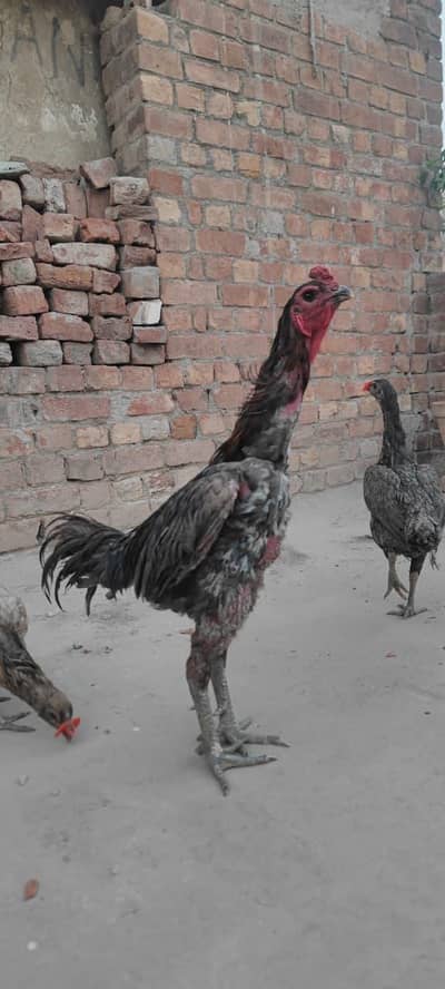 Blue daragan eggs available