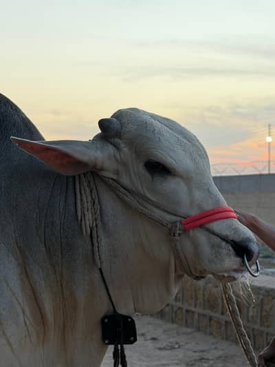 Sibbi Taajli Cow  Contact Rehman 0315-8148548