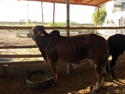 2 dant cows available for qurbani
