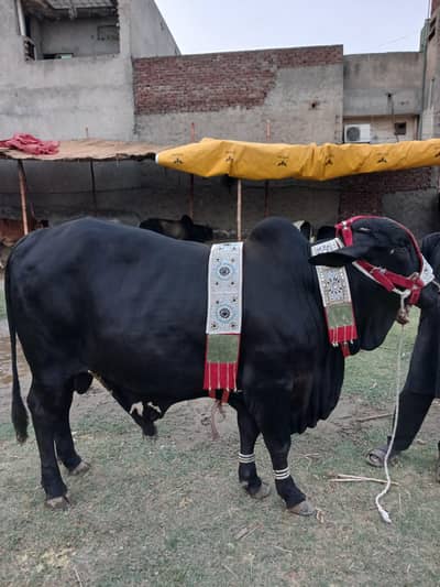 Bull , wacha for qurbani eid sale