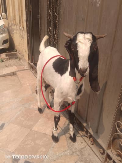 Goat For Sale