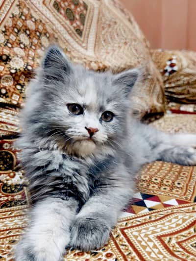cat persin
