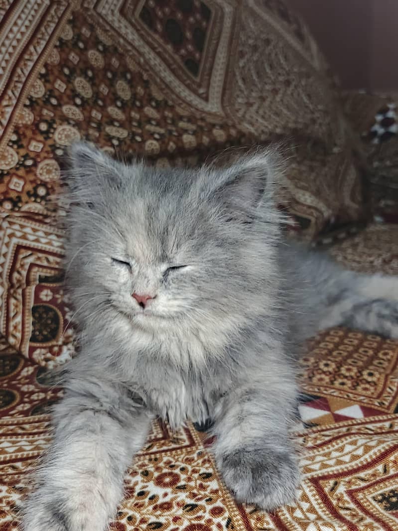 cat persin 1