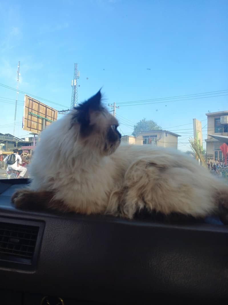 Himalayan cat 0
