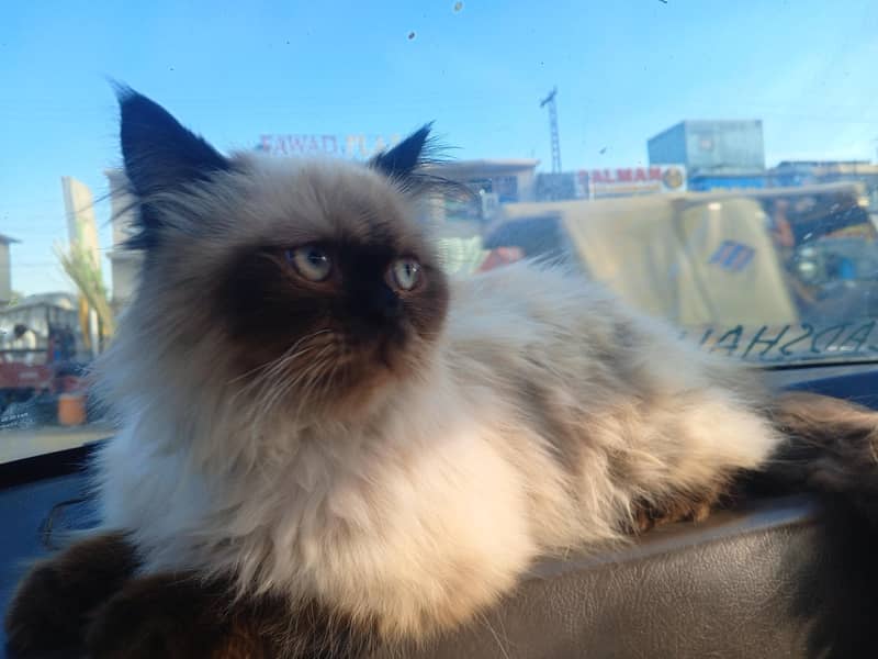 Himalayan cat 1