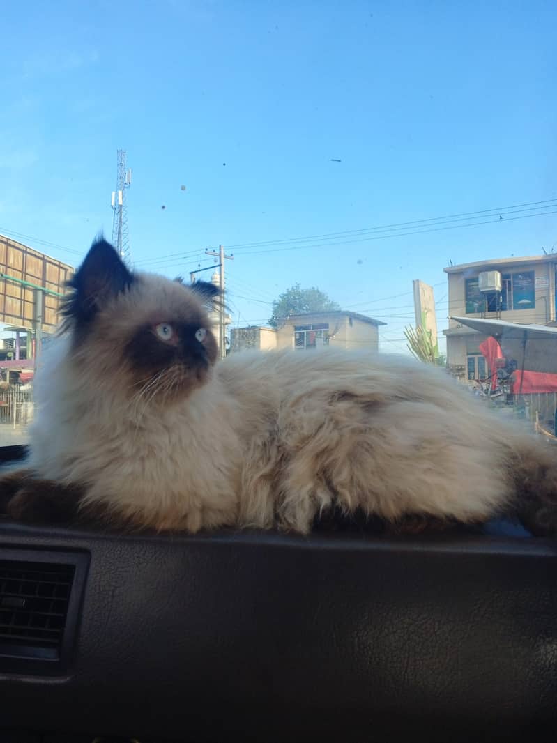 Himalayan cat 2