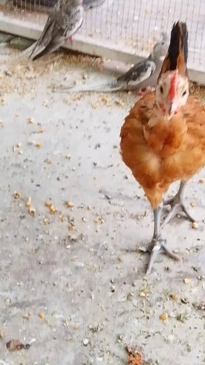 Desi Murgi