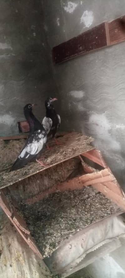 Rampuri Bachy for sale