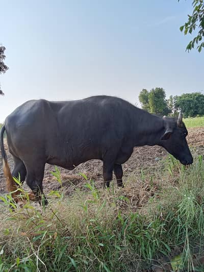 dundi
