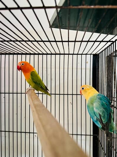 Whole Setup of Breeder Love bird Pairs For sale