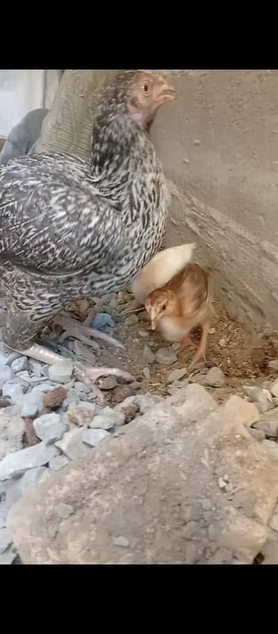Aseel murgi 2 chick 1 hiraa Hai