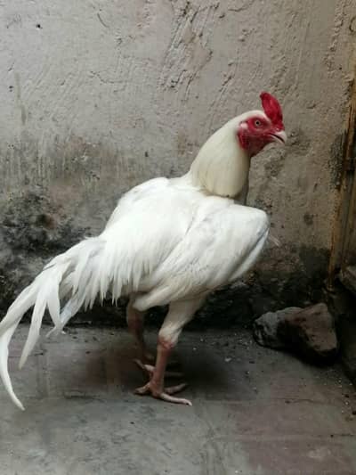 aseel heera male